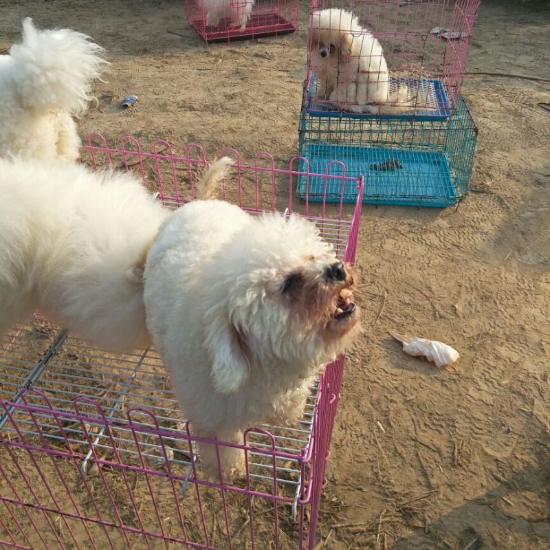 狗崽母