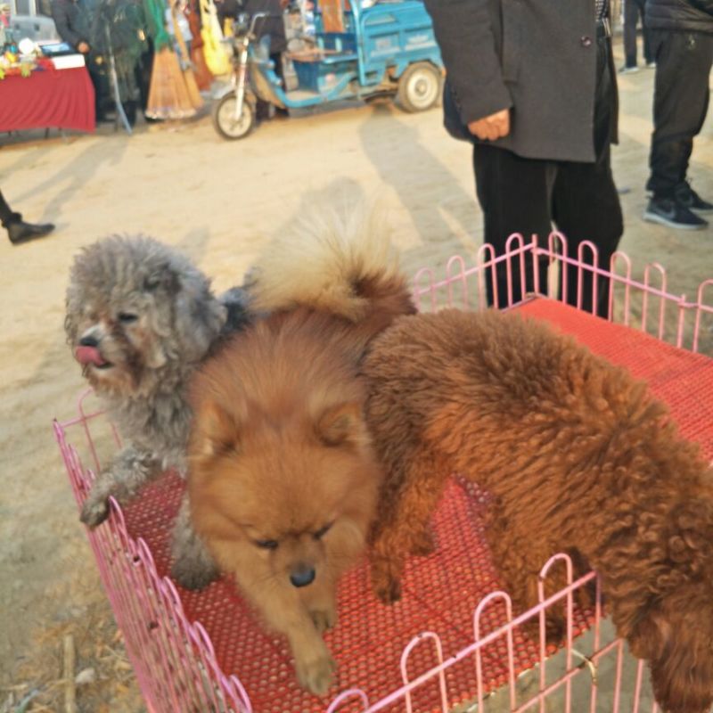狗崽母