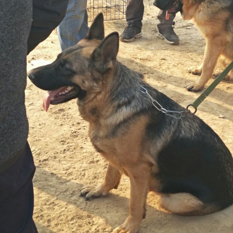 狗崽母