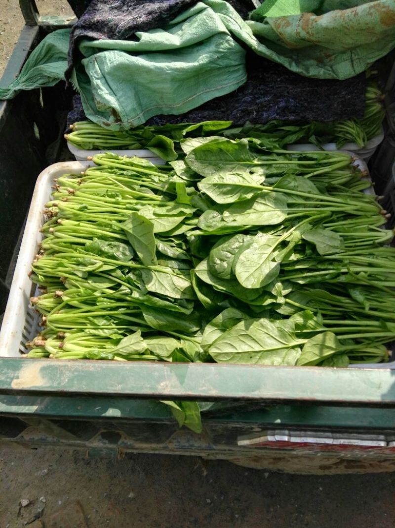 大叶菠菜20~25厘米