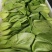 大叶菠菜20~25厘米