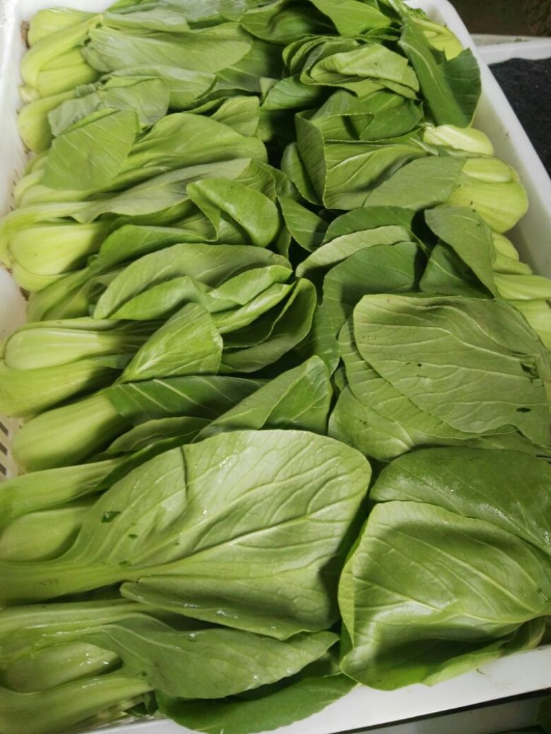 大叶菠菜20~25厘米