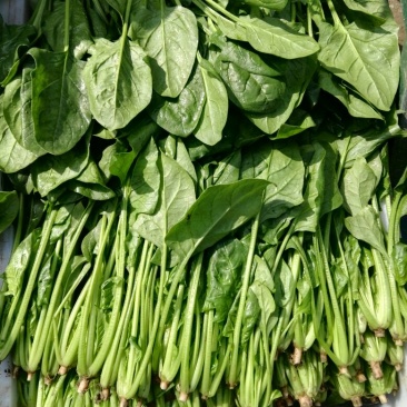 大叶菠菜20~25厘米