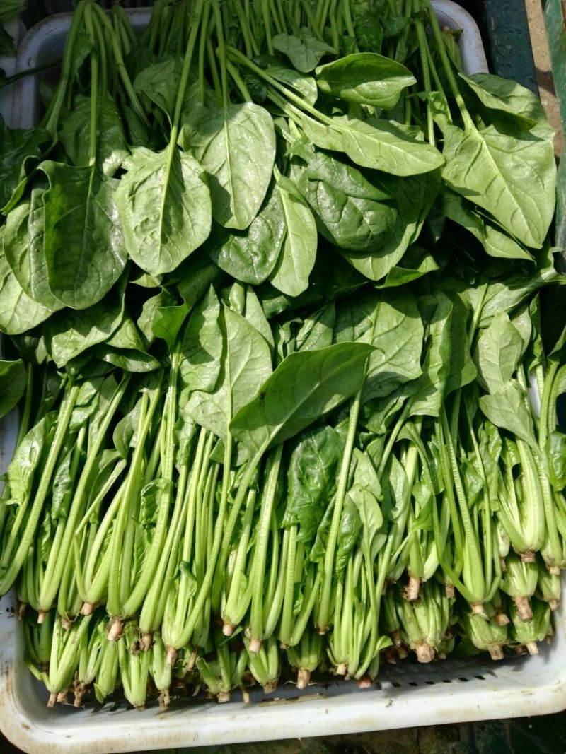 大叶菠菜20~25厘米