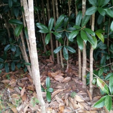 金桂花树苗120cm以上