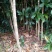 金桂花树苗120cm以上