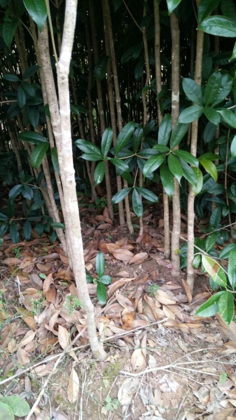 金桂花树苗120cm以上