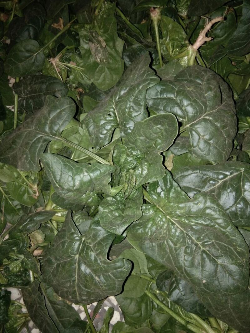 菠菜20~25厘米