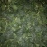 菠菜20~25厘米