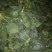 菠菜20~25厘米