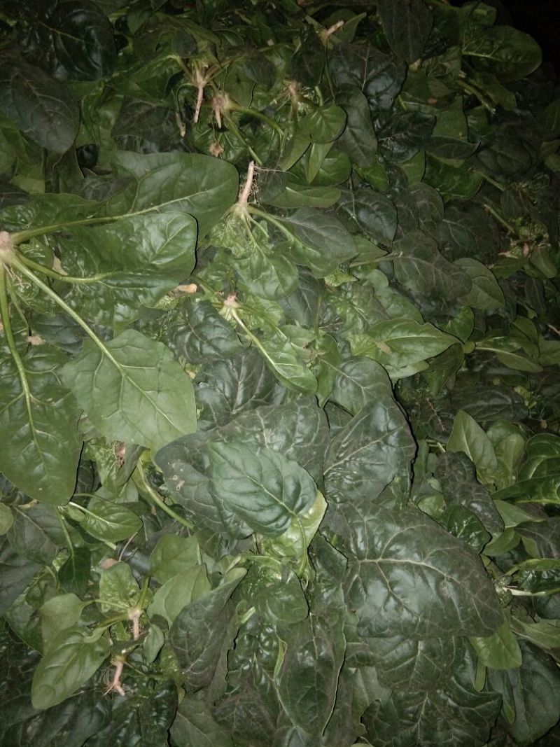 菠菜20~25厘米