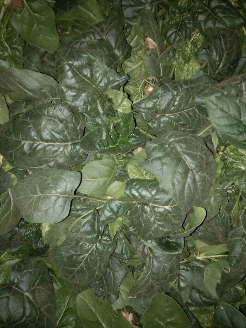菠菜20~25厘米