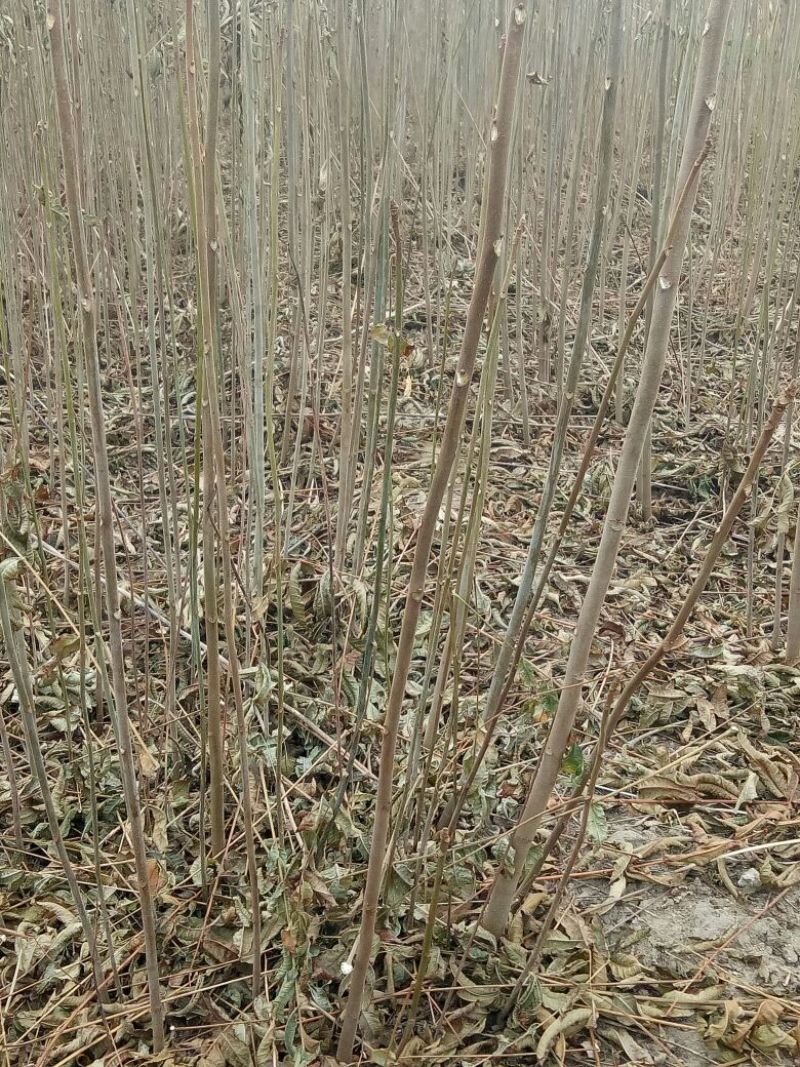 香椿红油香椿苗自家苗欢迎订购