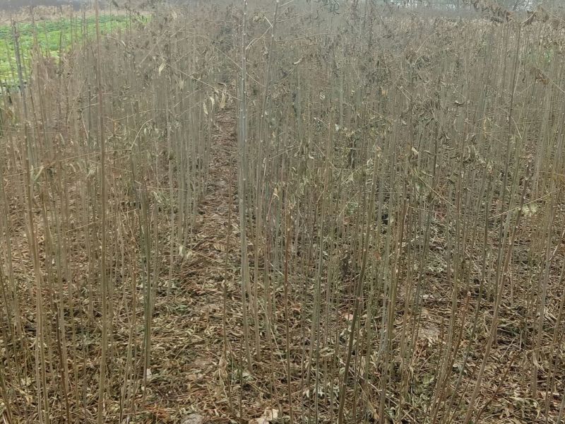 香椿红油香椿苗自家苗欢迎订购