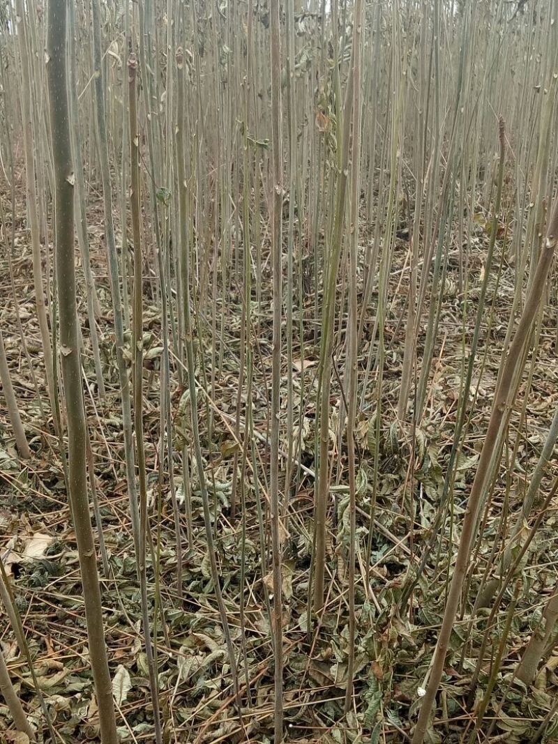 香椿红油香椿苗自家苗欢迎订购