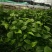 绿萝360mm