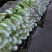 大白菜净菜4~6斤