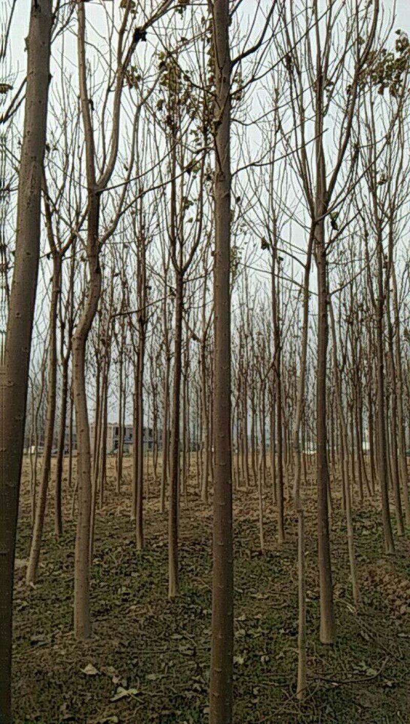 楸树20~30cm
