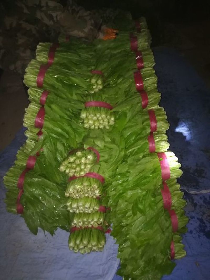 【精选】油麦菜河北邯郸油麦菜产地直销价优直供商超