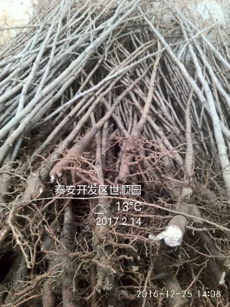银杏实生苗2到6年生1到3公分，一手货源，根系完好。