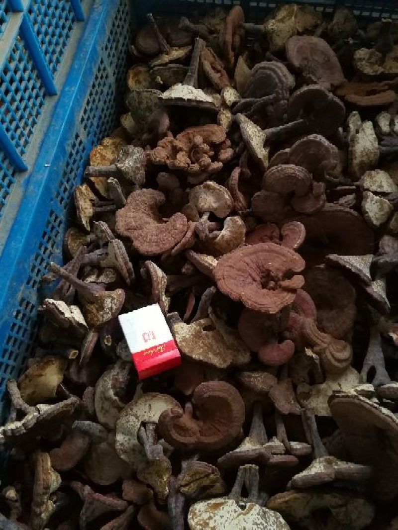 药用灵芝家种红统个