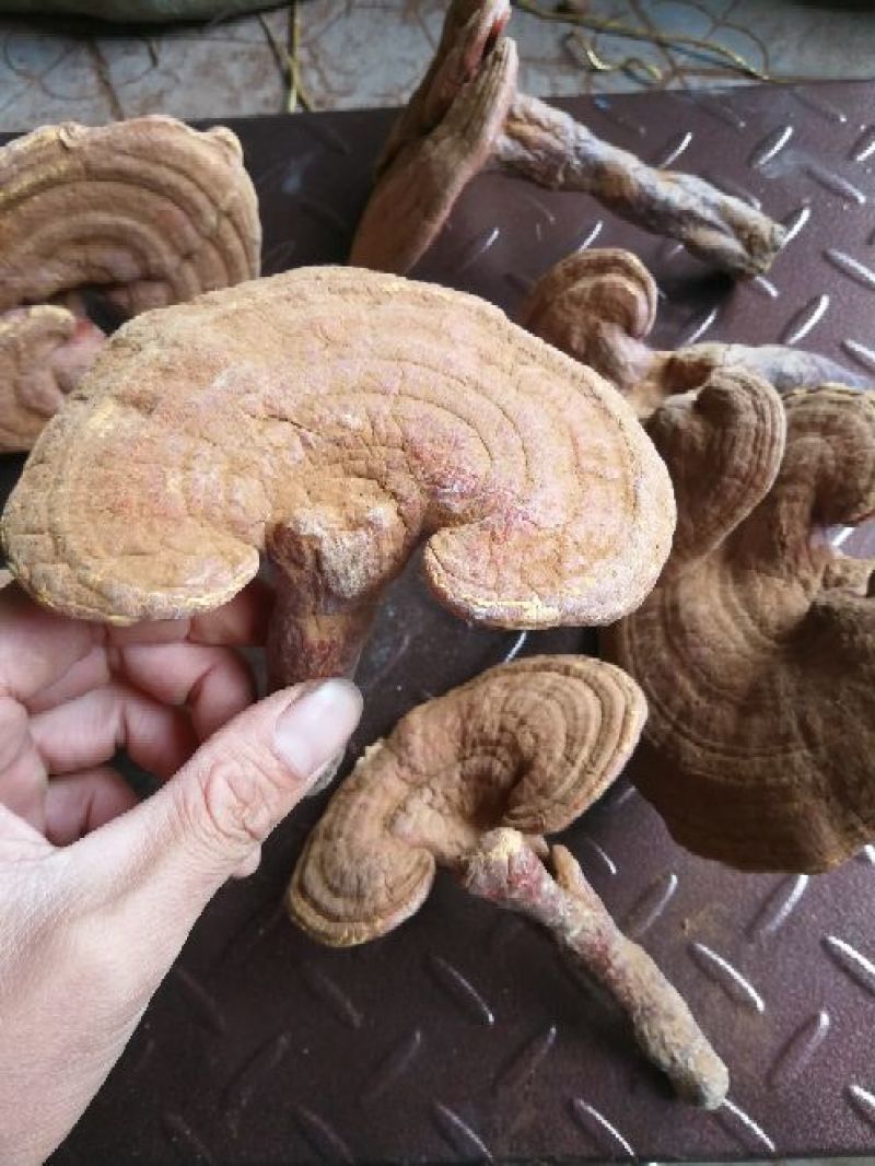 药用灵芝家种红统个