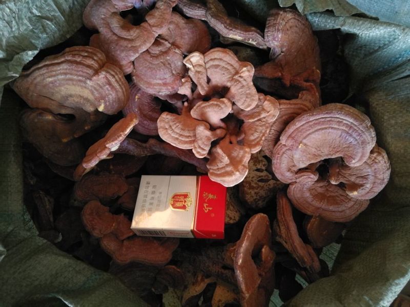 药用灵芝家种红统个