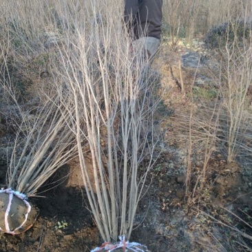 花石榴苗实生苗80cm以上