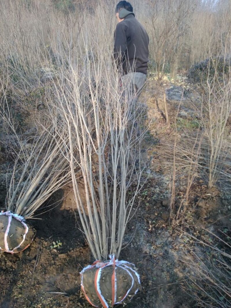 花石榴苗实生苗80cm以上
