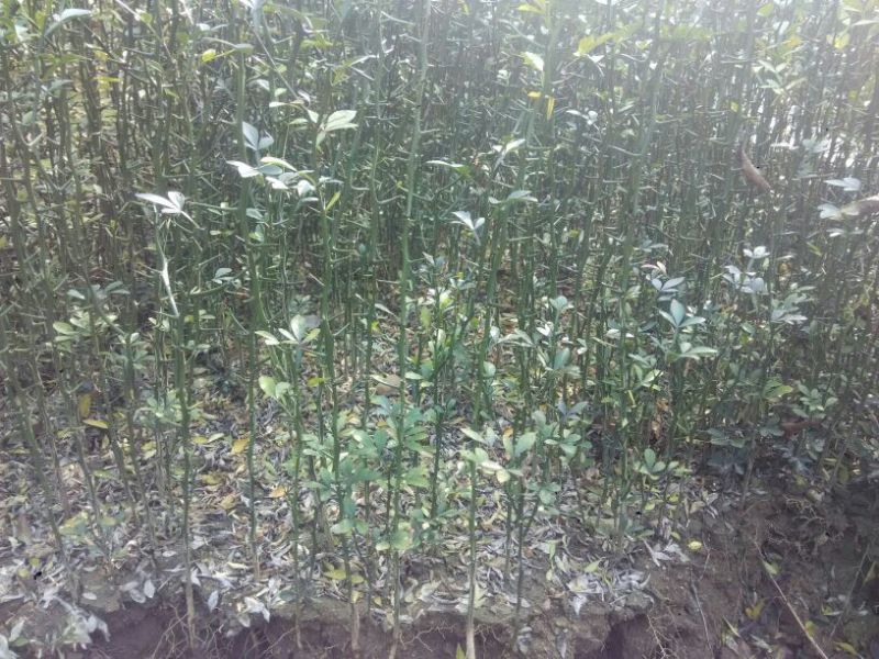 枸橘苗枳壳苗铁篱笆1年苗质量保证