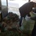 枸橘苗枳壳苗铁篱笆1年苗质量保证