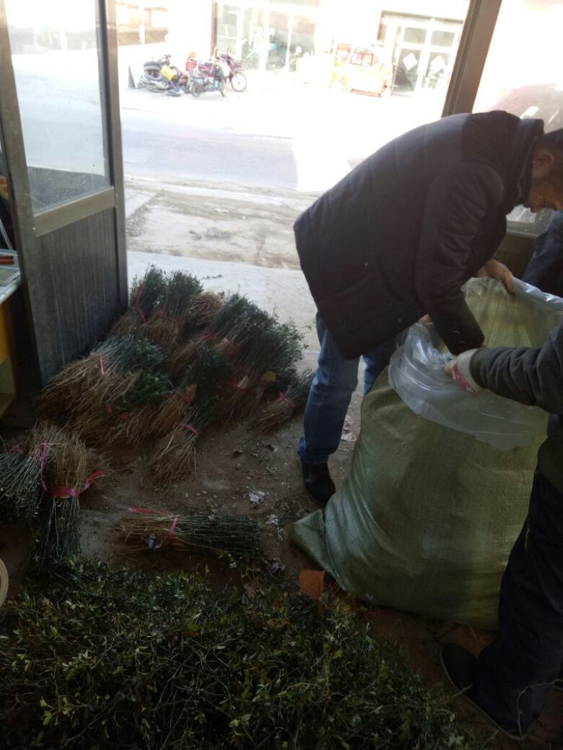 枸橘苗枳壳苗铁篱笆1年苗质量保证