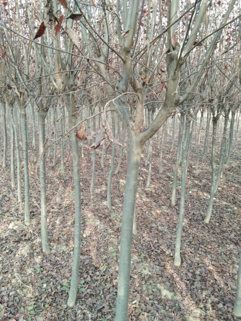 红叶李