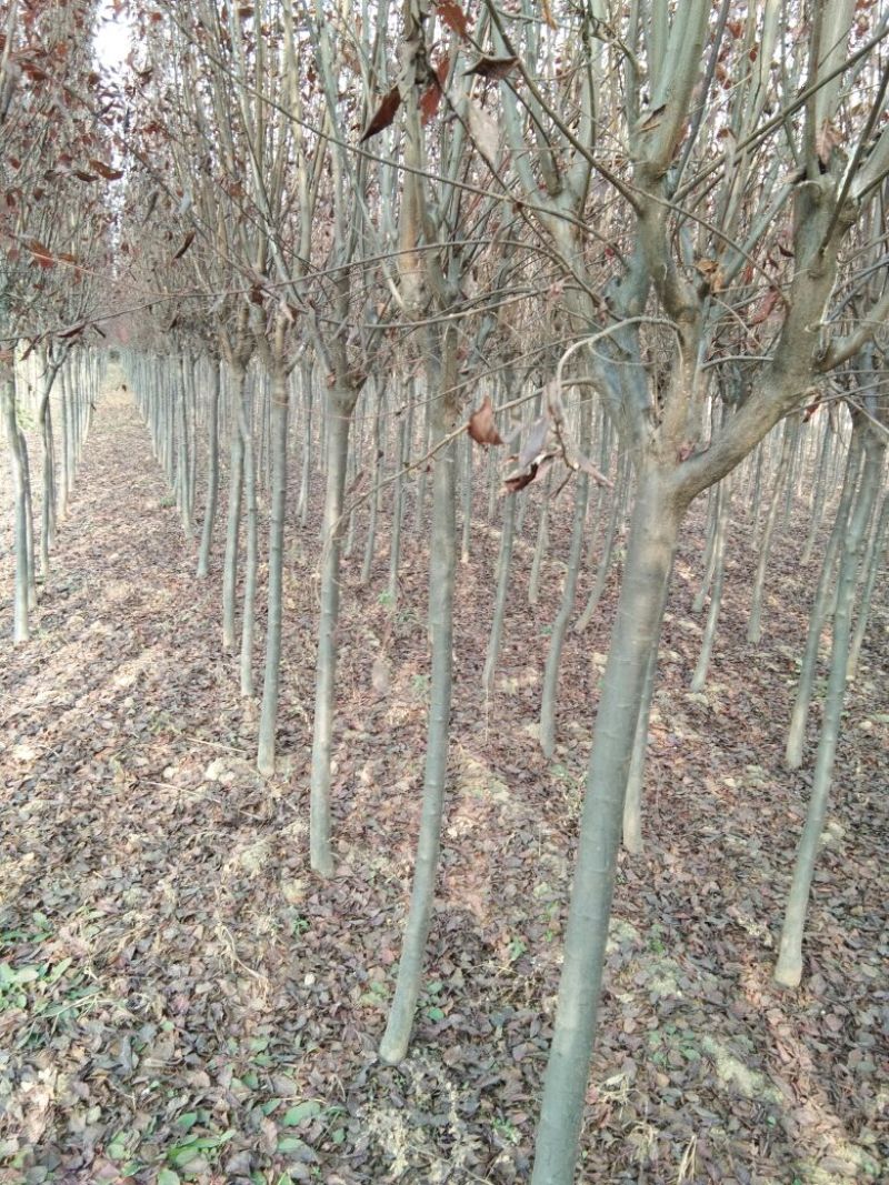 红叶李
