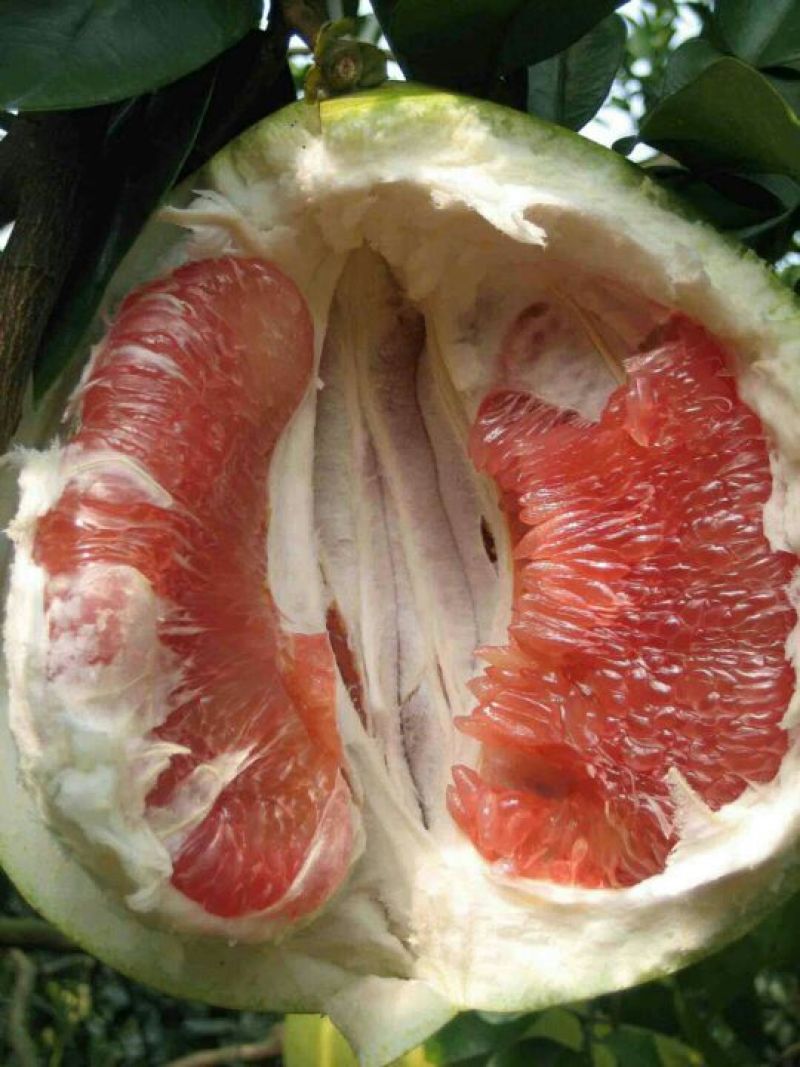 柚子树苗红心蜜柚苗红肉琯溪蜜柚苗，嫁接苗根须发达存