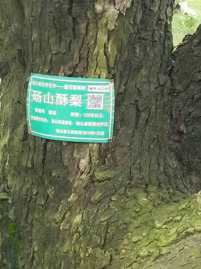 推荐砀山梨砀山酥梨光果250~300g实力代发全