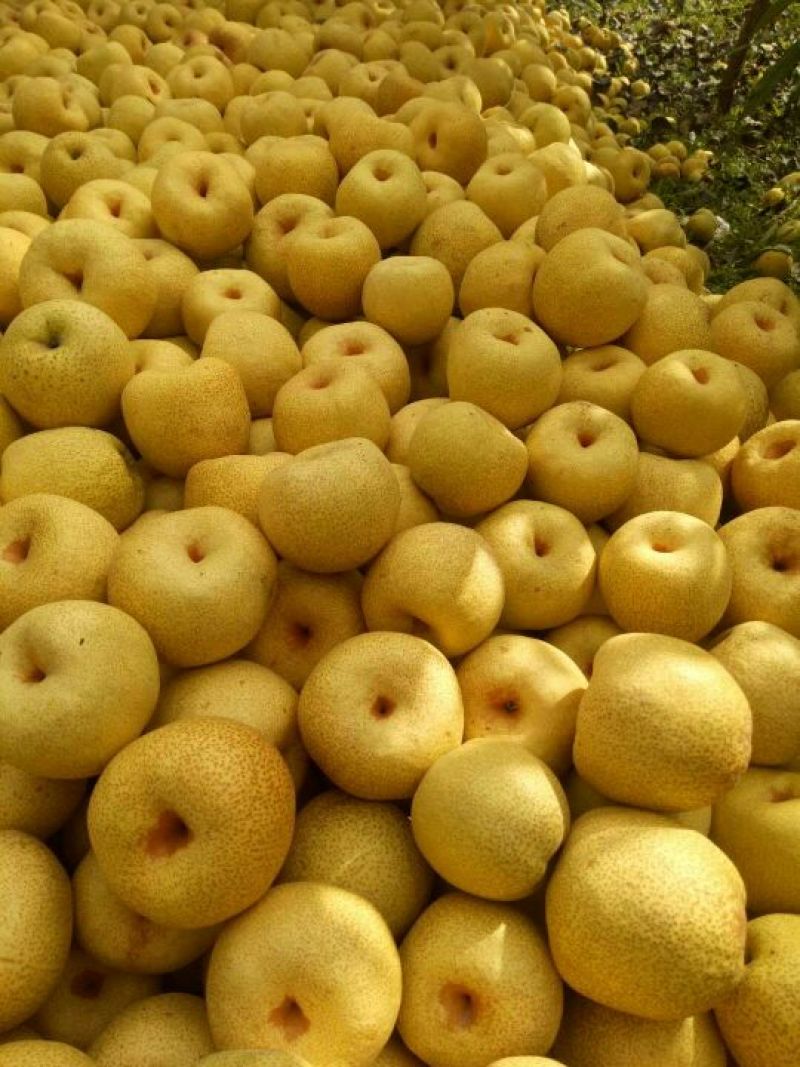 推荐砀山梨砀山酥梨光果250~300g实力代发全