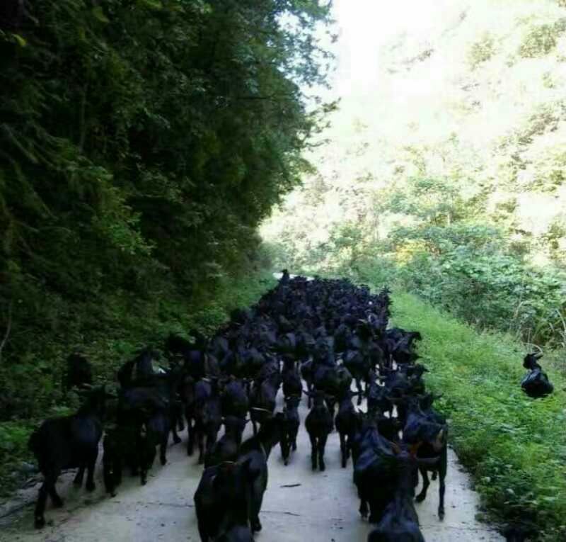 黑山羊种羊50~80斤