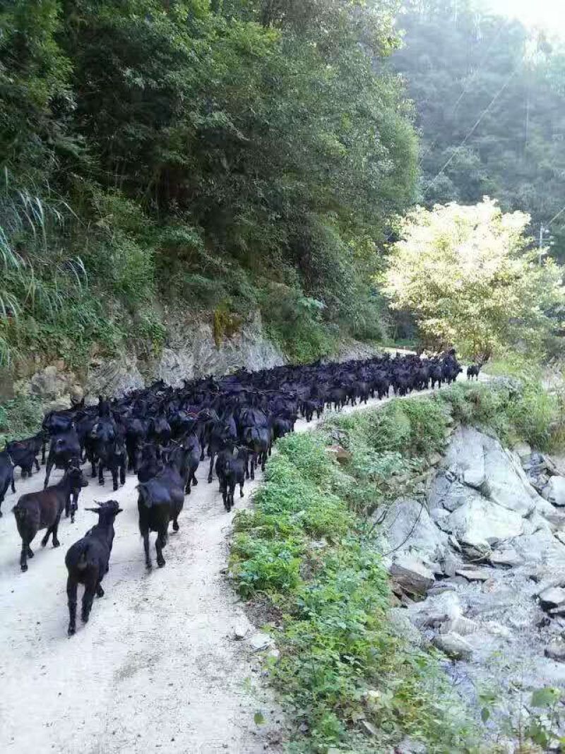 黑山羊种羊50~80斤
