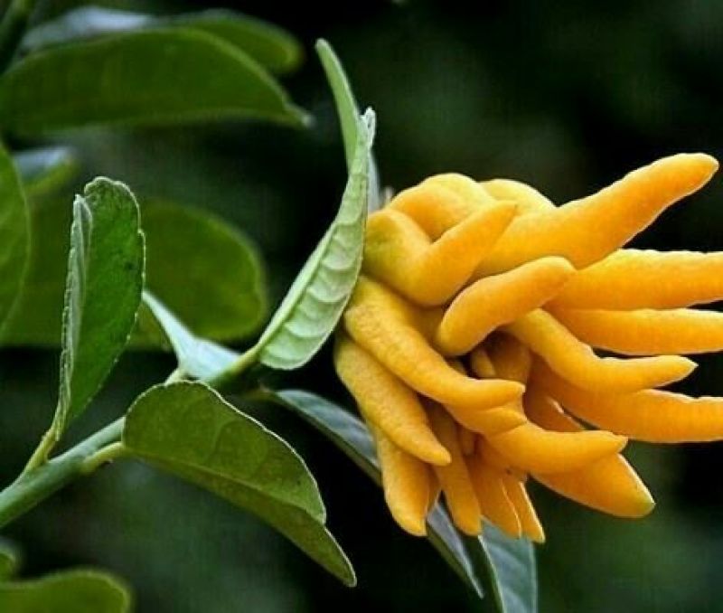 佛手瓜苗，今年已开过花的挂果苗