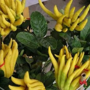 佛手瓜苗，今年已开过花的挂果苗