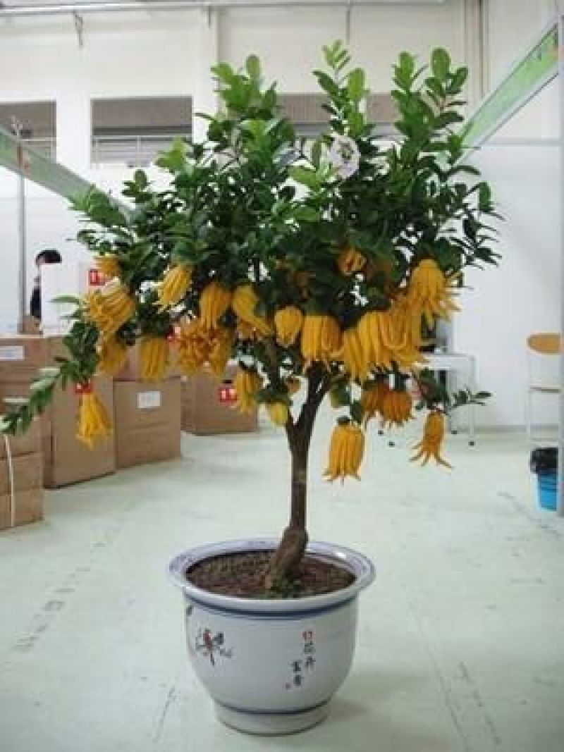 佛手瓜苗，今年已开过花的挂果苗