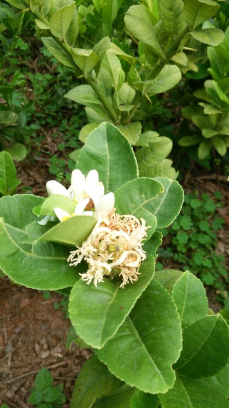 佛手瓜苗，今年已开过花的挂果苗