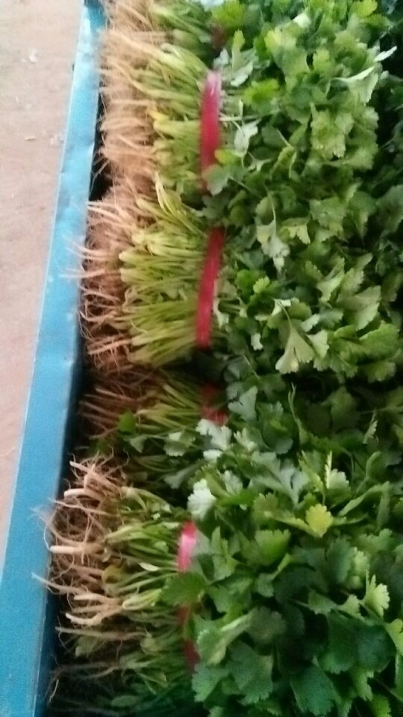 大叶香菜滑县最大批发市场直供
