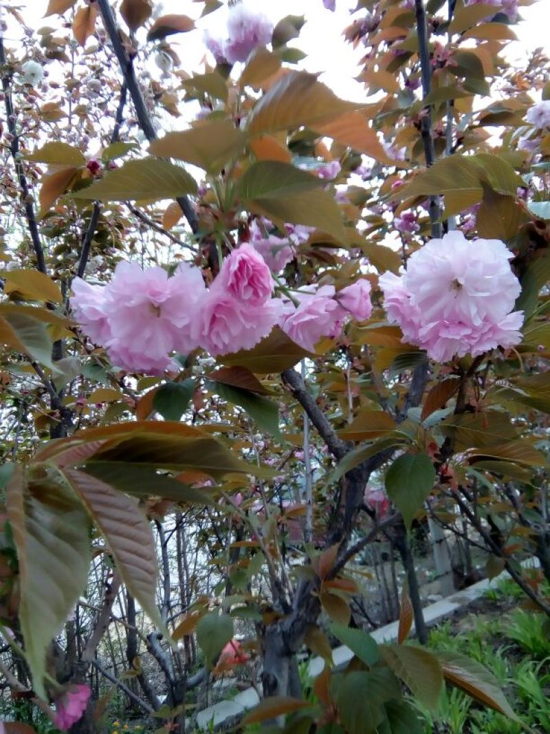 樱花苗嫁接一到三年苗地径0.5至5厘米