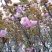 樱花苗嫁接一到三年苗地径0.5至5厘米
