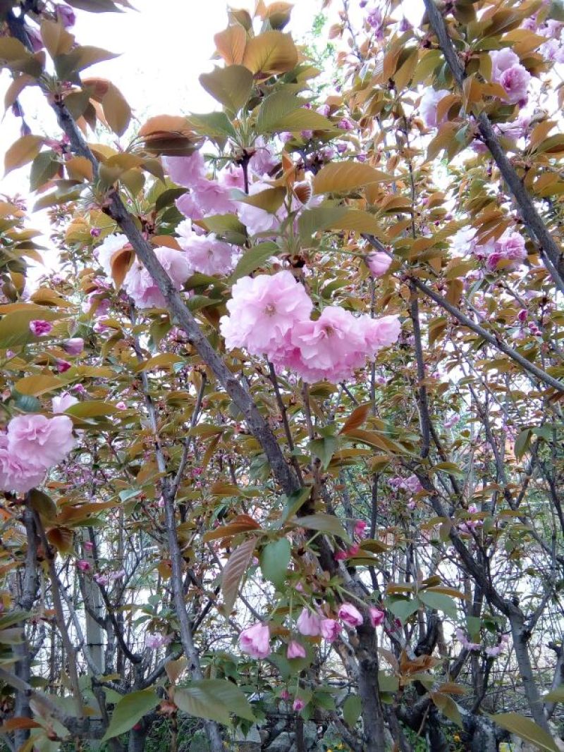 樱花苗嫁接一到三年苗地径0.5至5厘米