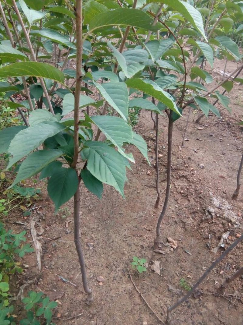樱花苗嫁接一到三年苗地径0.5至5厘米