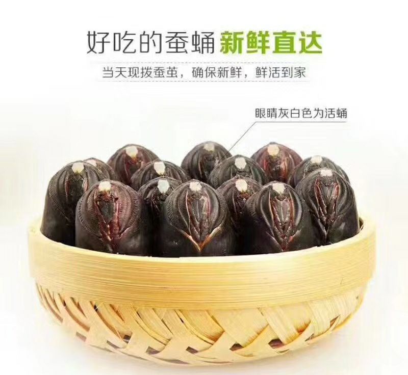 茧蛹