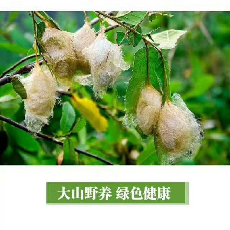 茧蛹